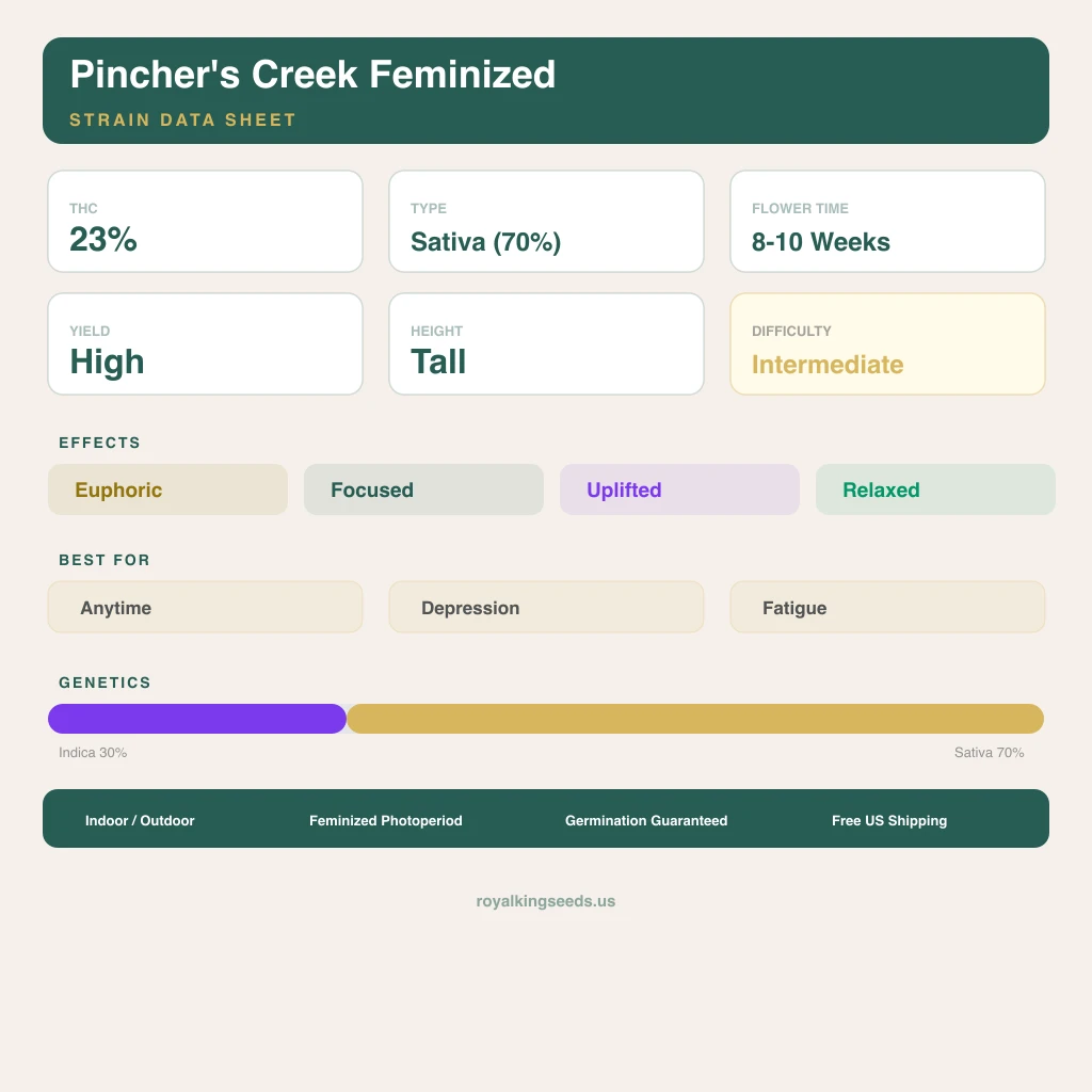 Pincher's Creek 30% indica / 70% sativa — flor con tricomas visibles