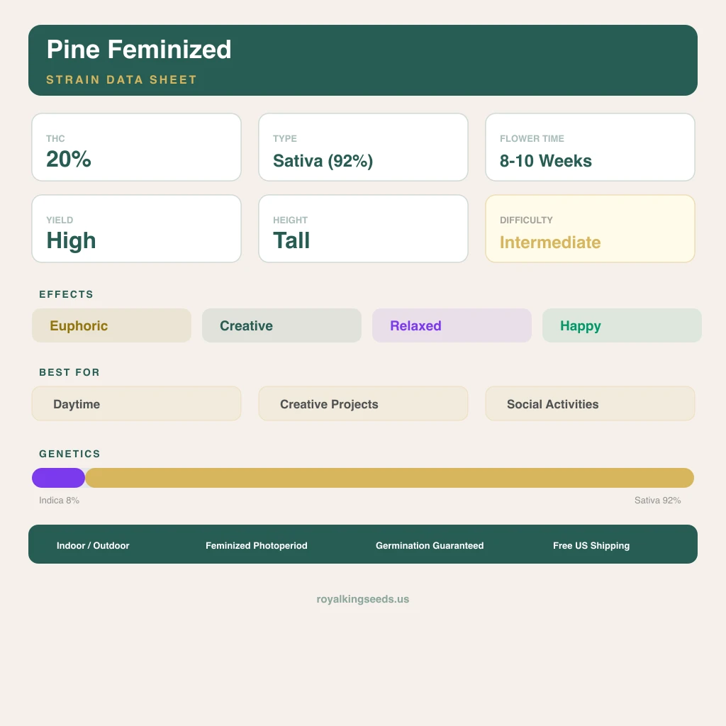 Pine 8% indica / 92% sativa — flor con tricomas visibles