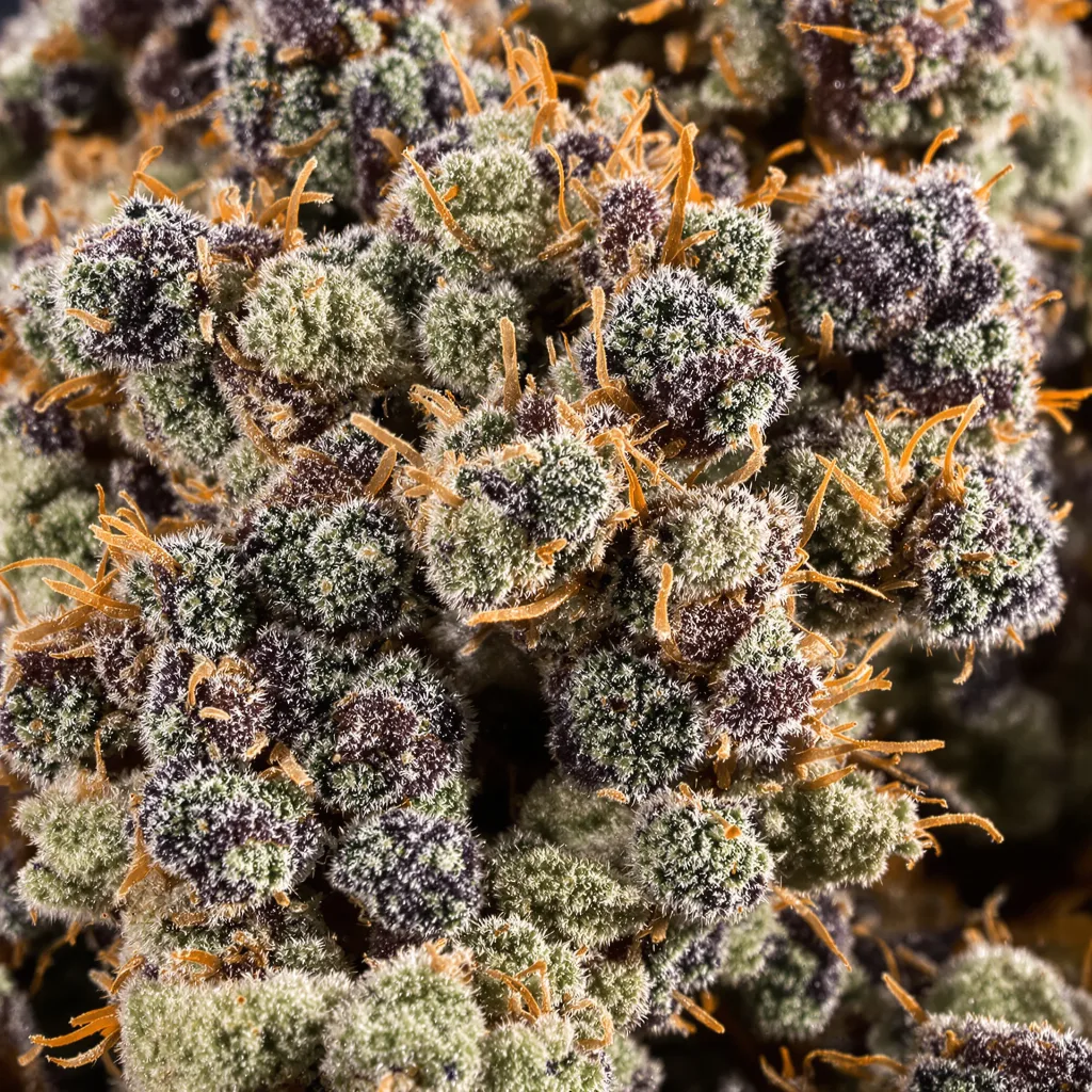 Primer plano de cogollo de cannabis Pine Tar Kush mostrando cálices densos con tonos morados