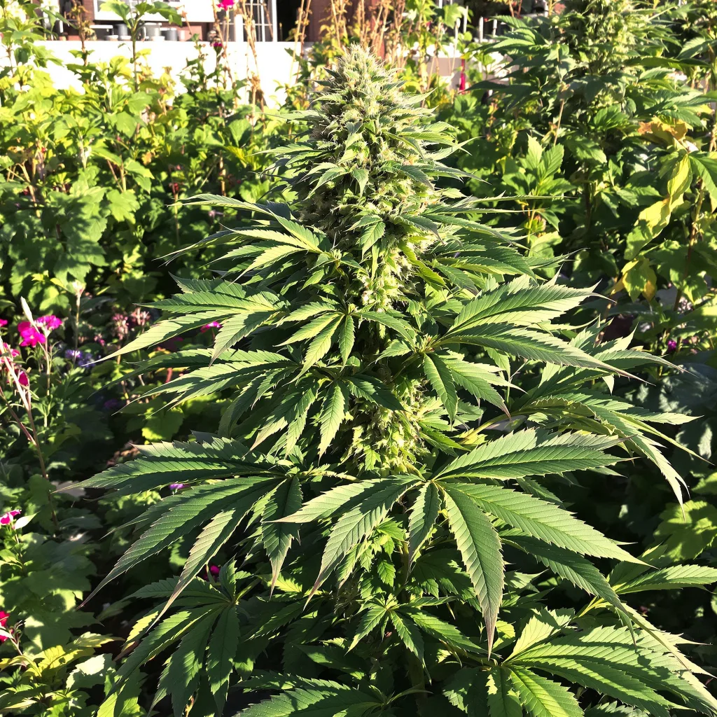 Pine Tar Kush 65% indica / 35% sativa — flor con tricomas visibles