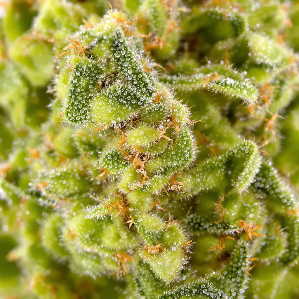 Primer plano de cogollo de cannabis Pineapple Jack mostrando estructura aireada verde lima