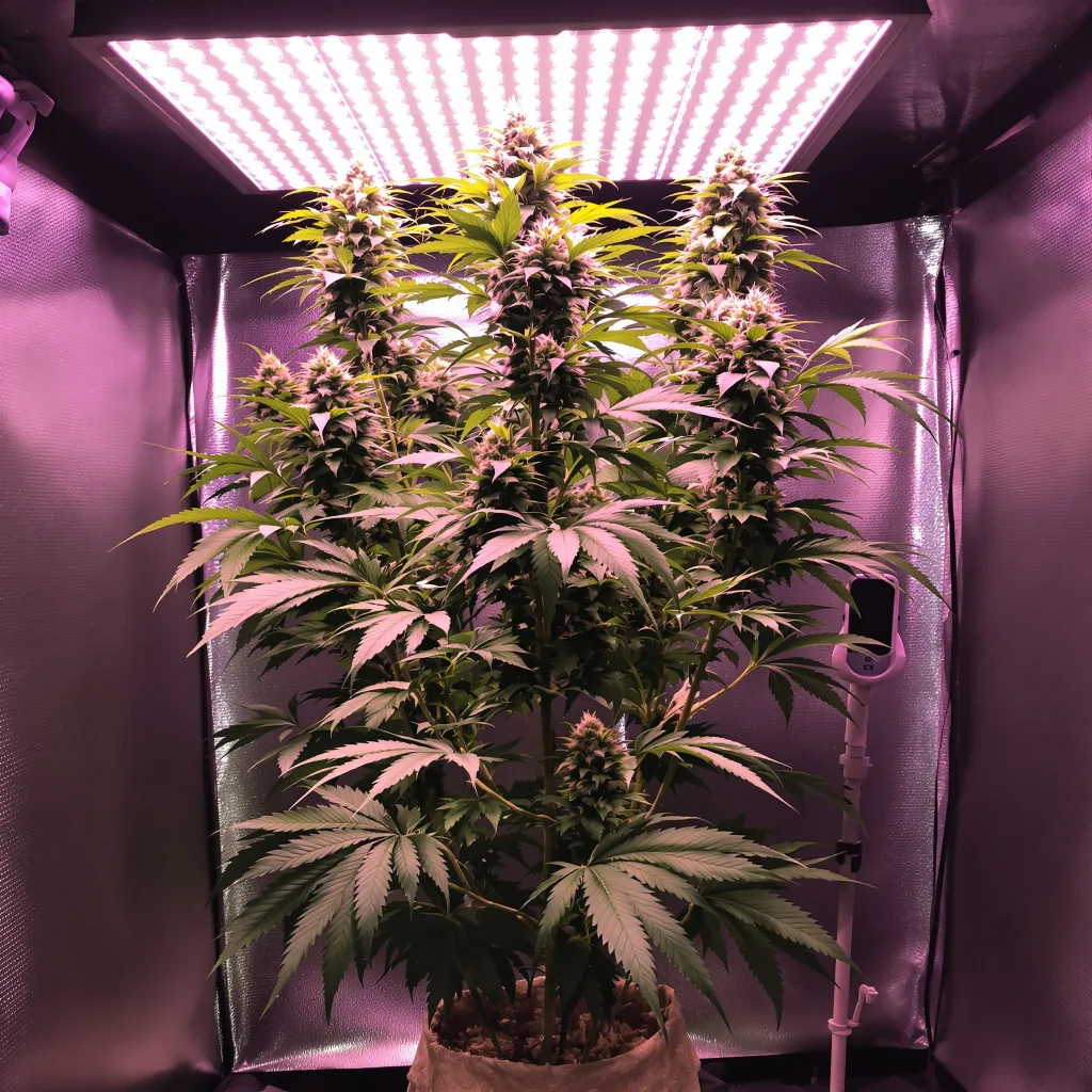 Planta de cannabis Pineapple Trainwreck en fase de floración — 150-200 cm feminizada