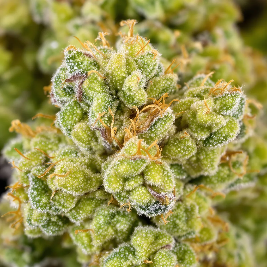 Primer plano de cogollo de cannabis Pineapple Trainwreck mostrando estructura aireada verde lima