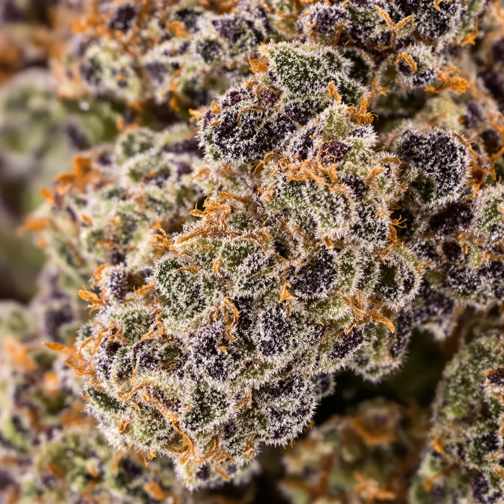 Primer plano de cogollo de cannabis Pink Bubba mostrando cálices densos con tonos morados