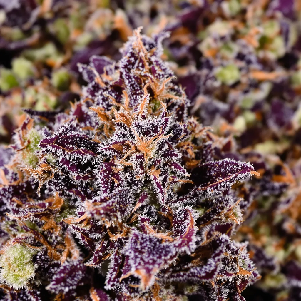 Primer plano de cogollo de cannabis Pink Death Star mostrando cálices densos con tonos morados