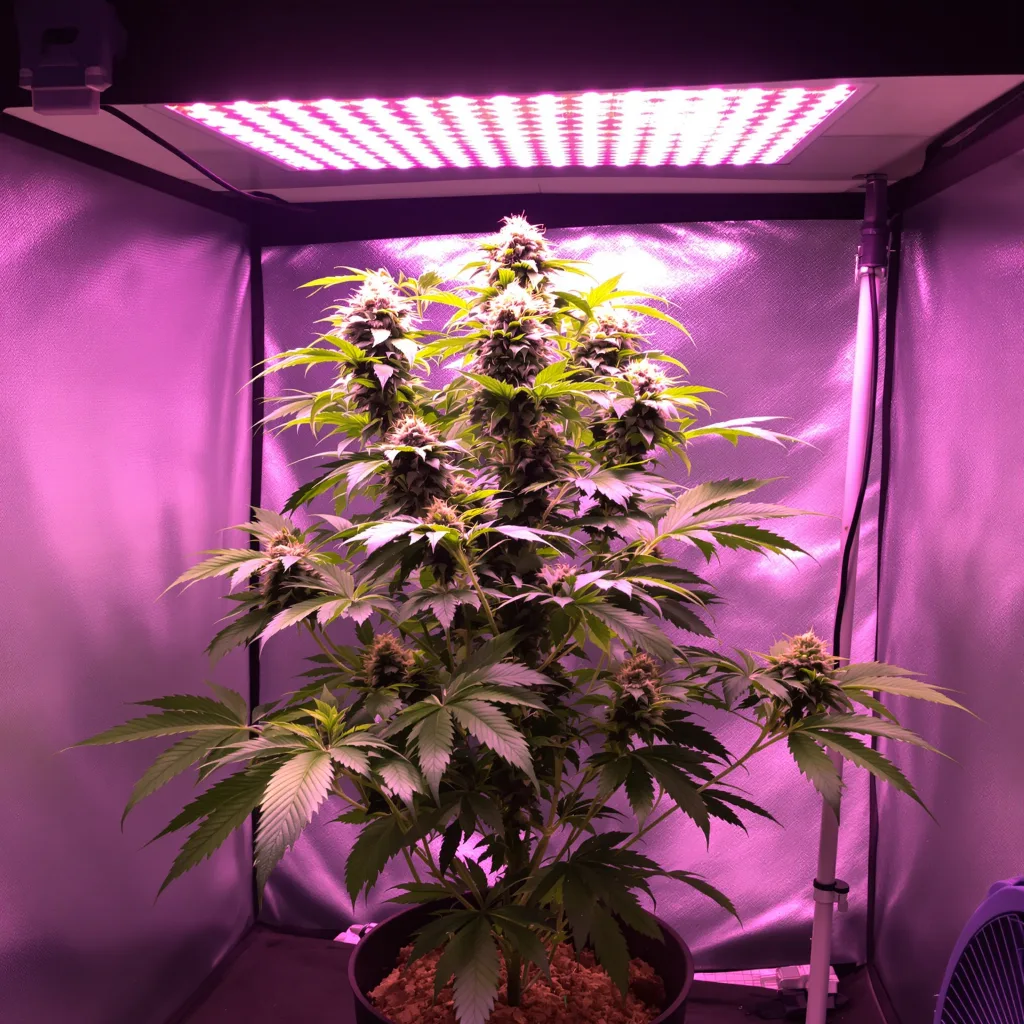 Planta de cannabis Pink Panther en fase de floración — 90-130 cm feminizada