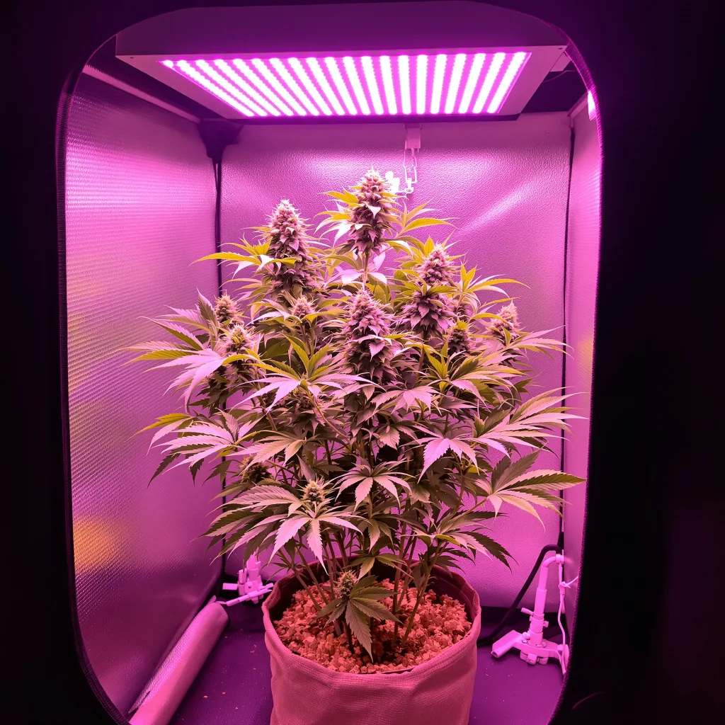 Planta de cannabis Pinkman Goo en fase de floración — 60-100 cm autofloración