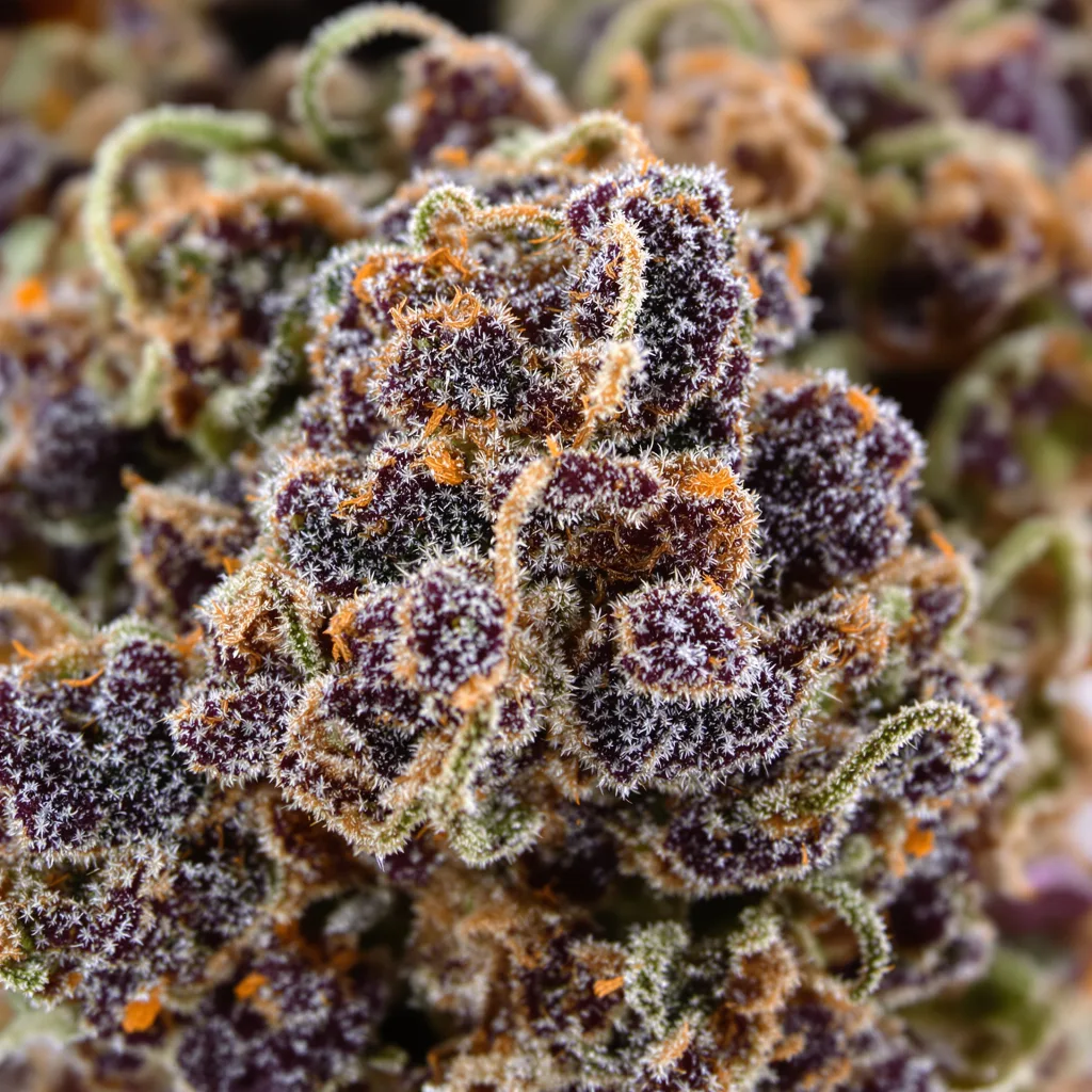 Primer plano de cogollo de cannabis Pinkman Goo mostrando cálices densos con tonos morados