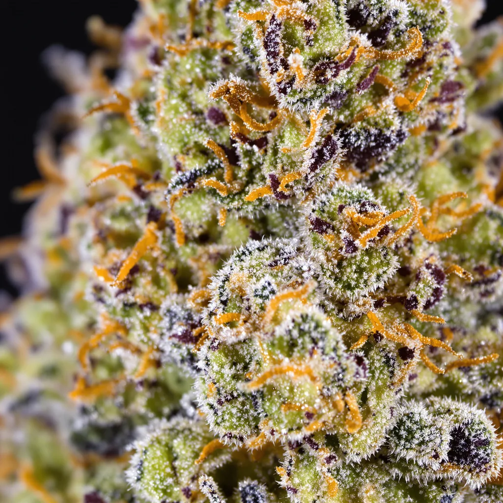 Primer plano de cogollo de cannabis Platinum GSC mostrando cogollos densos verde bosque