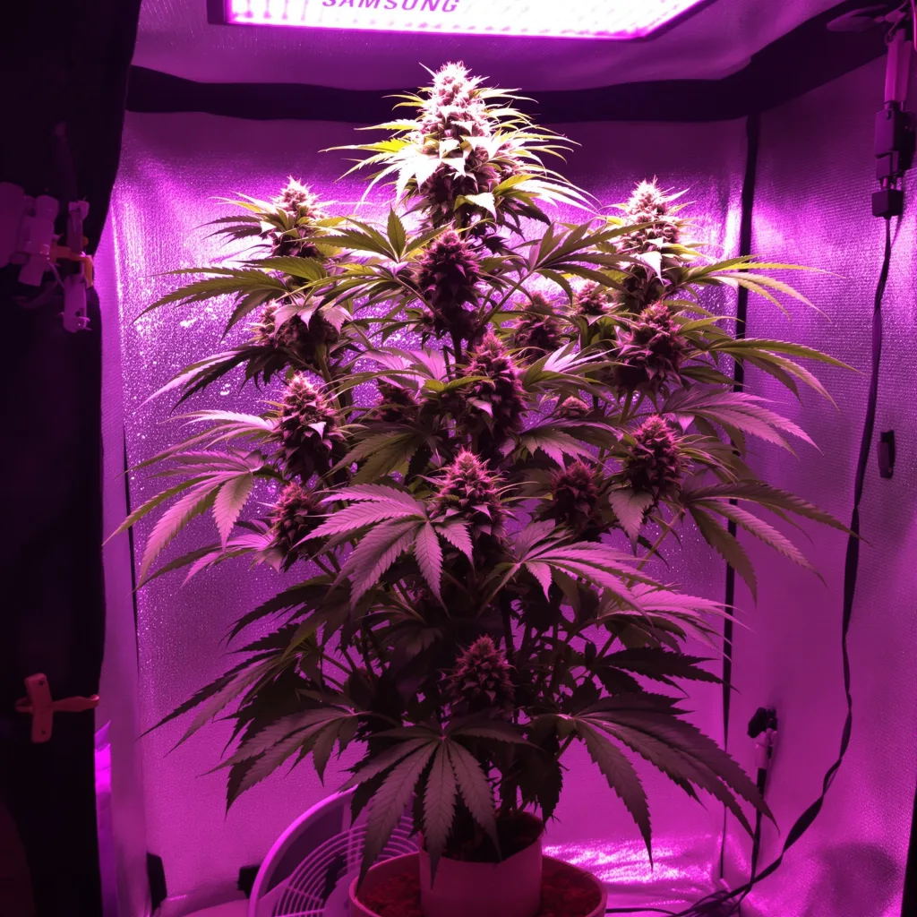 Planta de cannabis Platinum Wreck en fase de floración — 150-200 cm feminizada