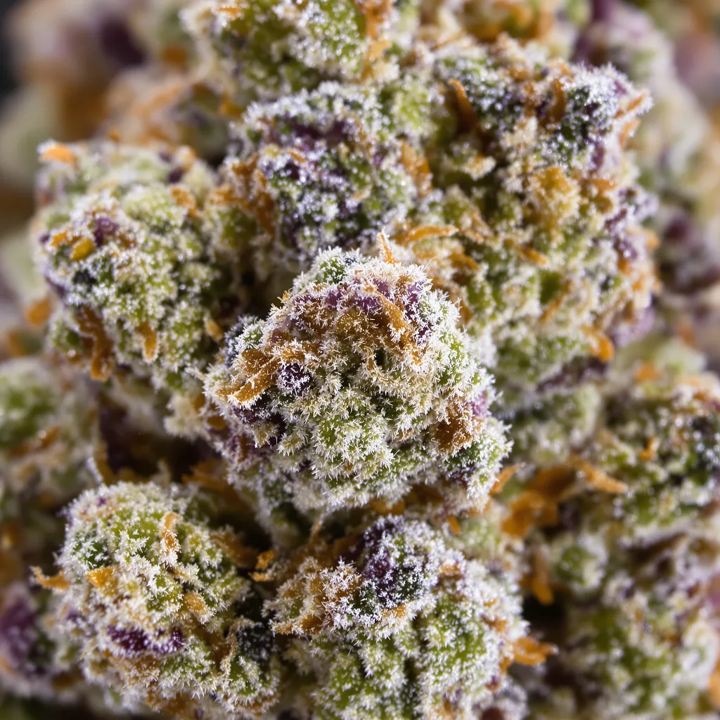 Primer plano de cogollo de cannabis Plushberry mostrando estructura abierta con pistilos naranjas