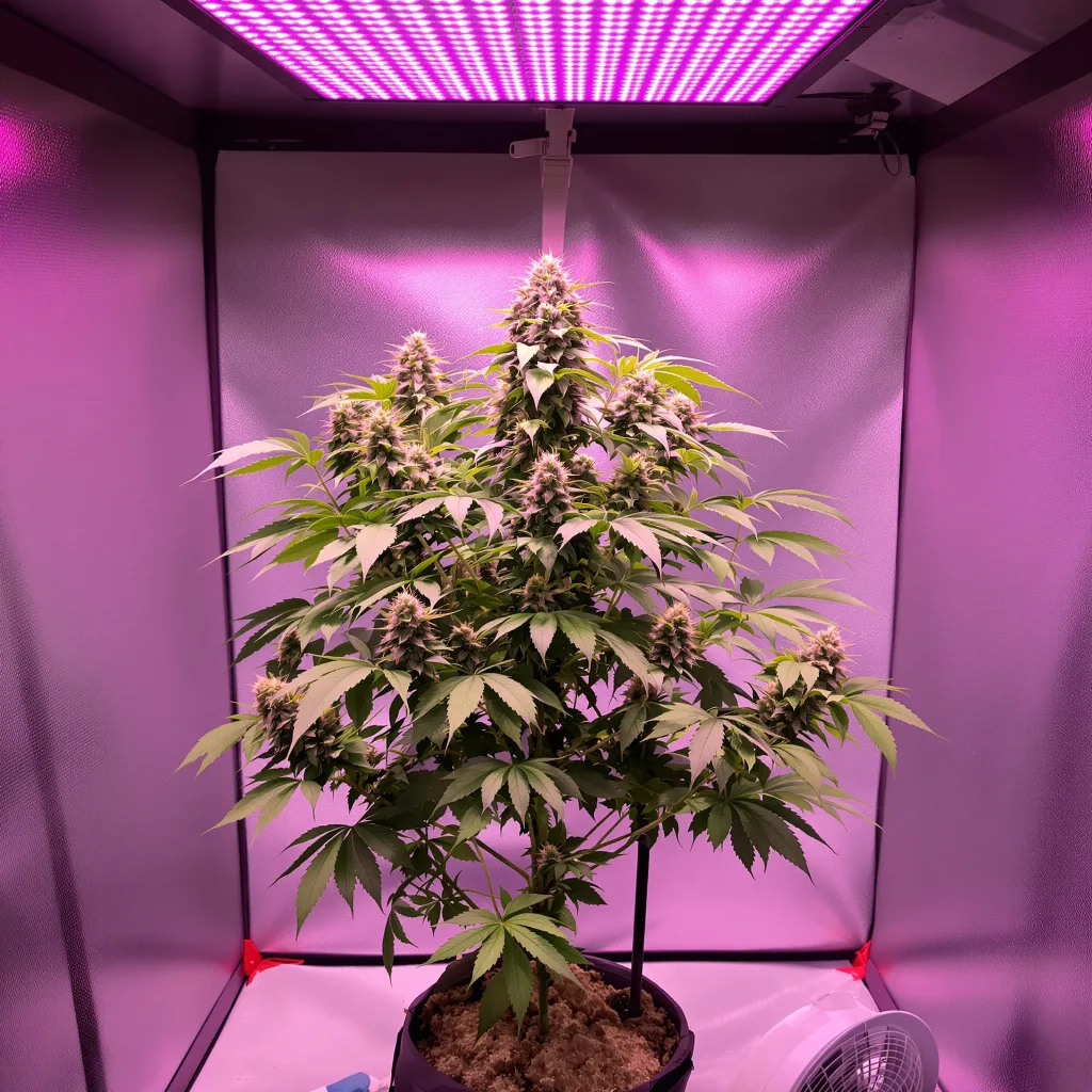 Planta de cannabis Pokie en fase de floración — 90-130 cm feminizada