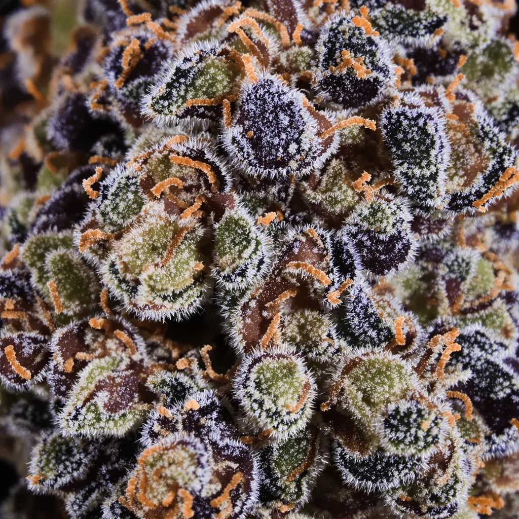 Primer plano de cogollo de cannabis Pokie mostrando cálices densos con tonos morados