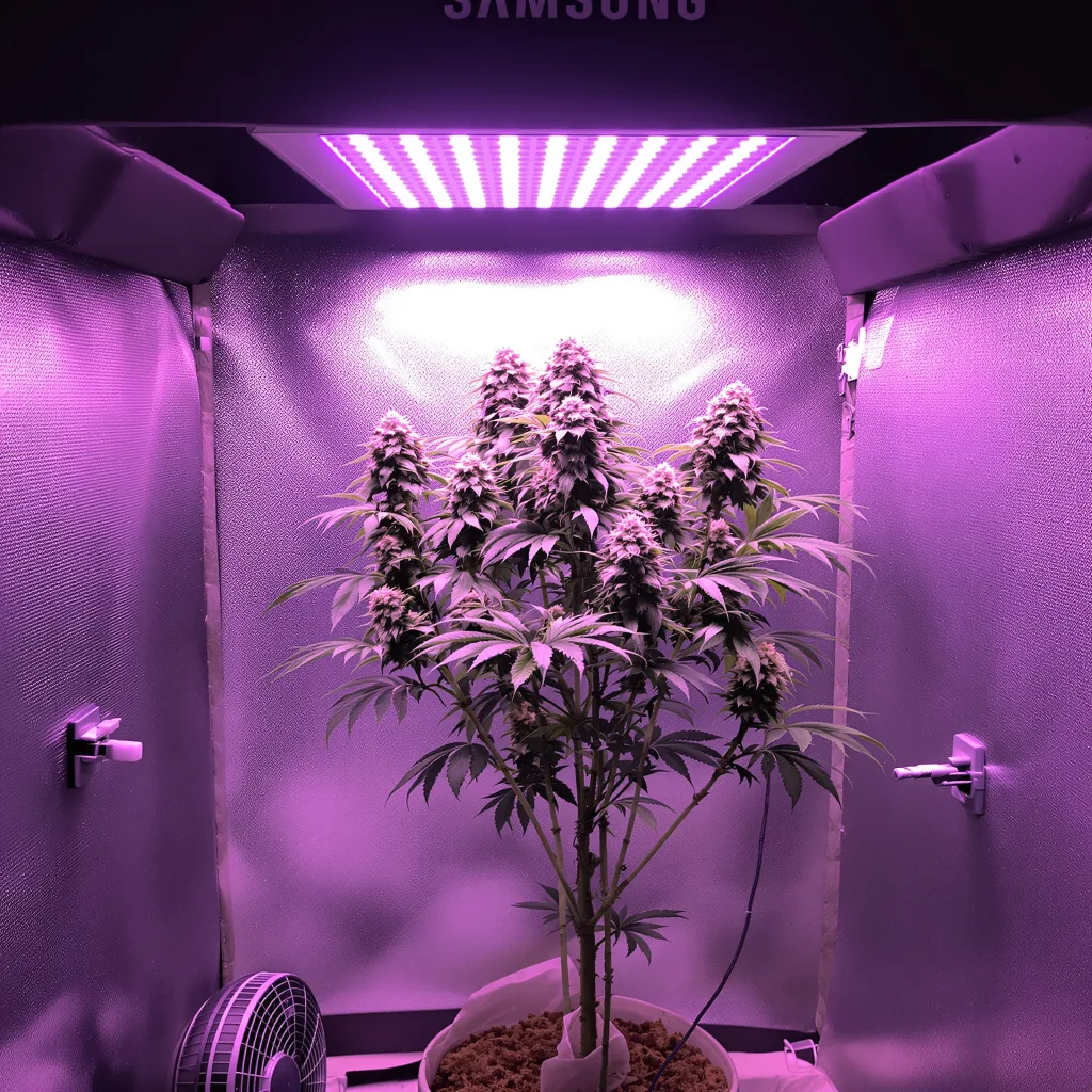 Planta de cannabis Pop Rox en fase de floración — 120-180 cm feminizada