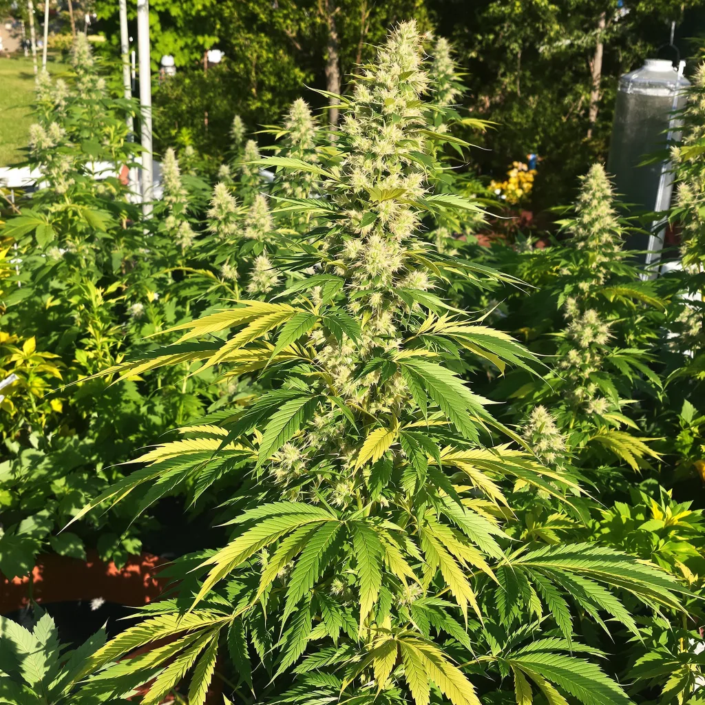 Power Plant 16% indica / 84% sativa — flor con tricomas visibles