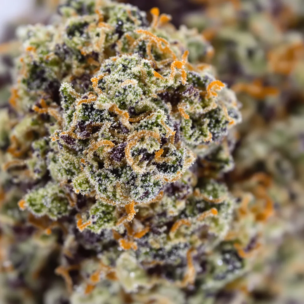 Primer plano de cogollo de cannabis Pre-98 Bubba Kush mostrando cálices densos con tonos morados