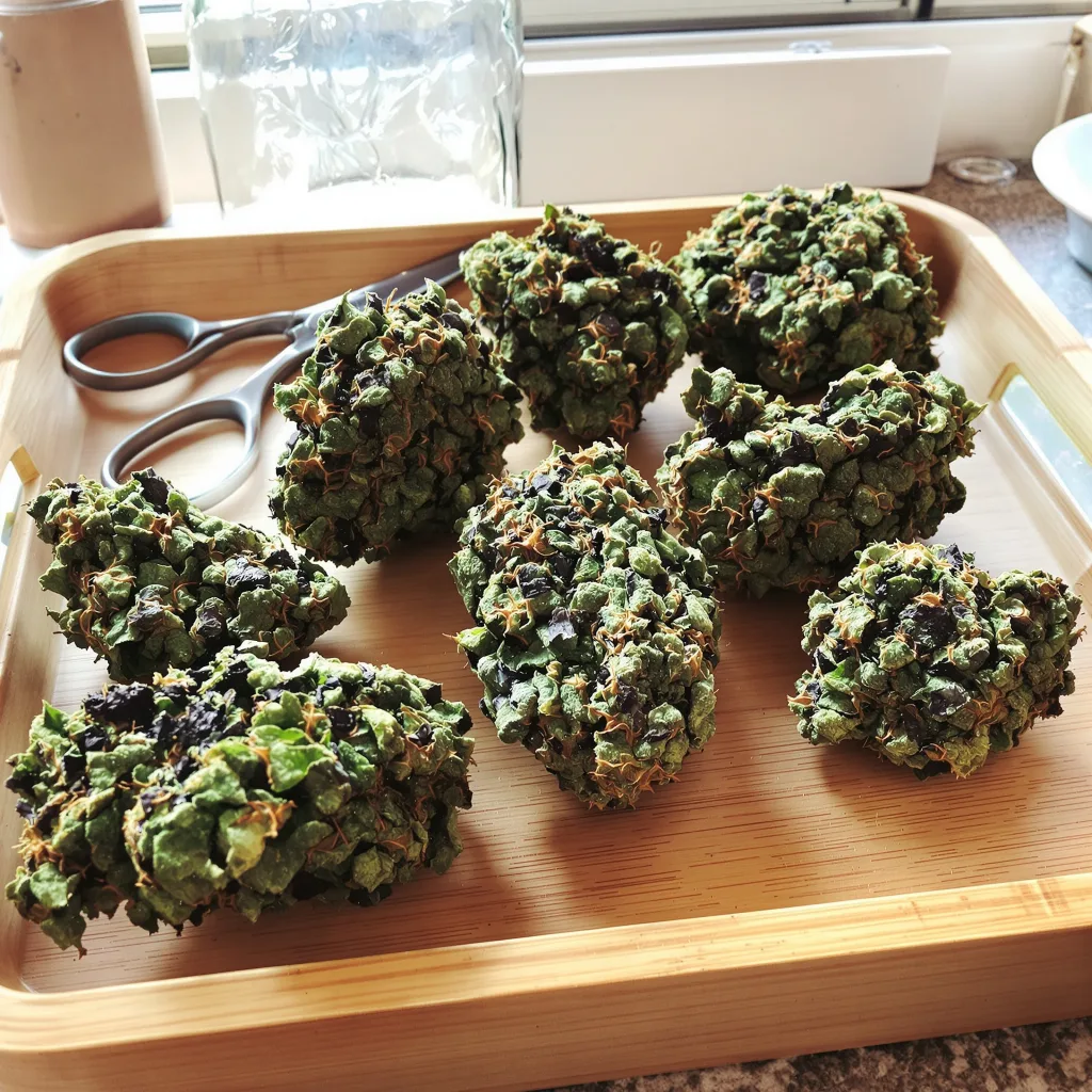 Presidential OG 86% indica / 14% sativa — flor con tricomas visibles