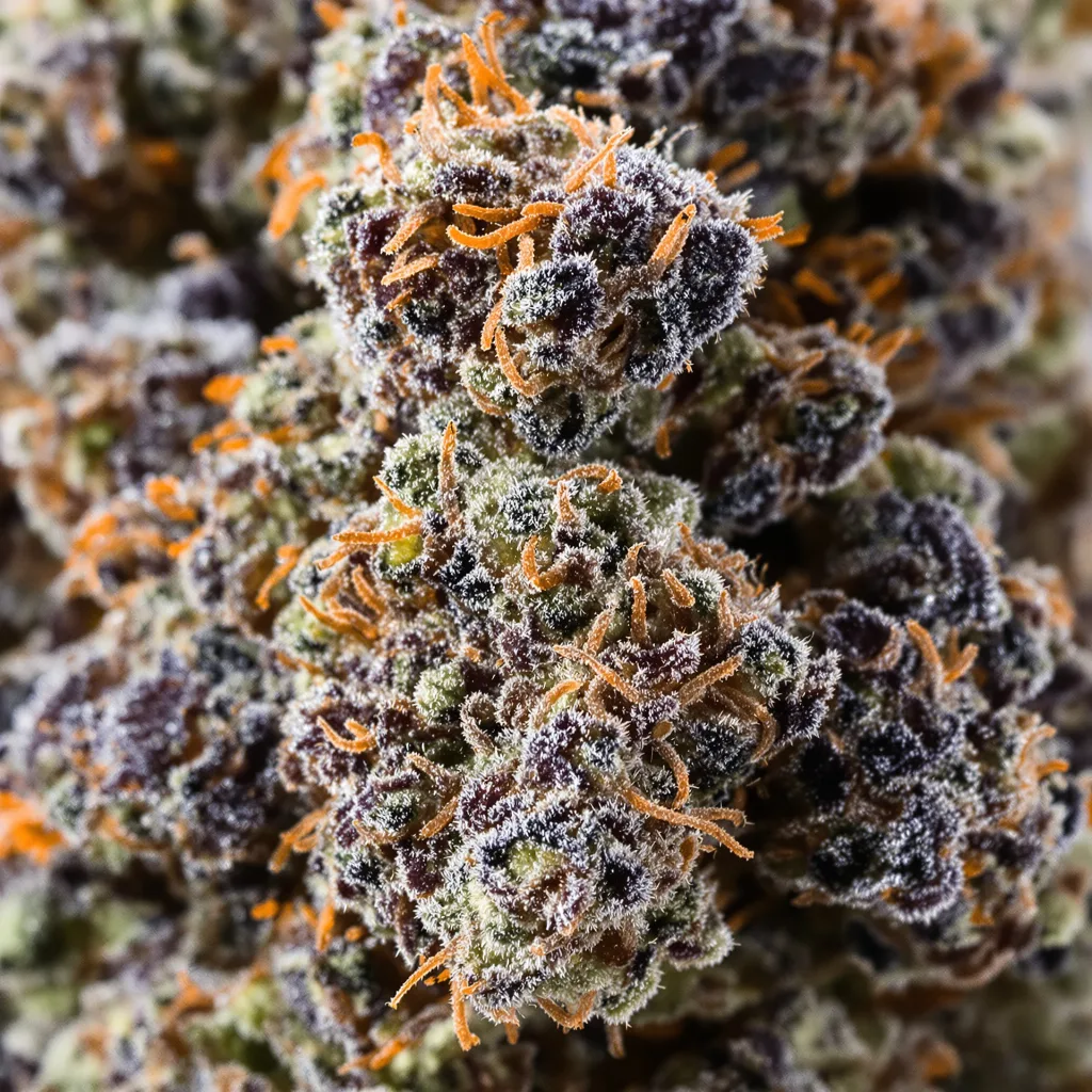 Primer plano de cogollo de cannabis Presidential OG mostrando cálices densos con tonos morados