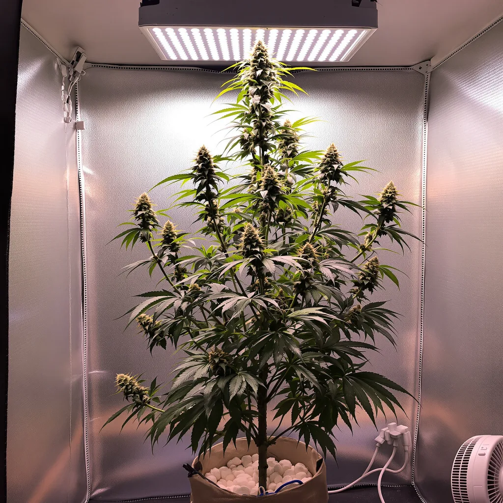 Planta de cannabis Project Blue Book en fase de floración — 150-200 cm feminizada