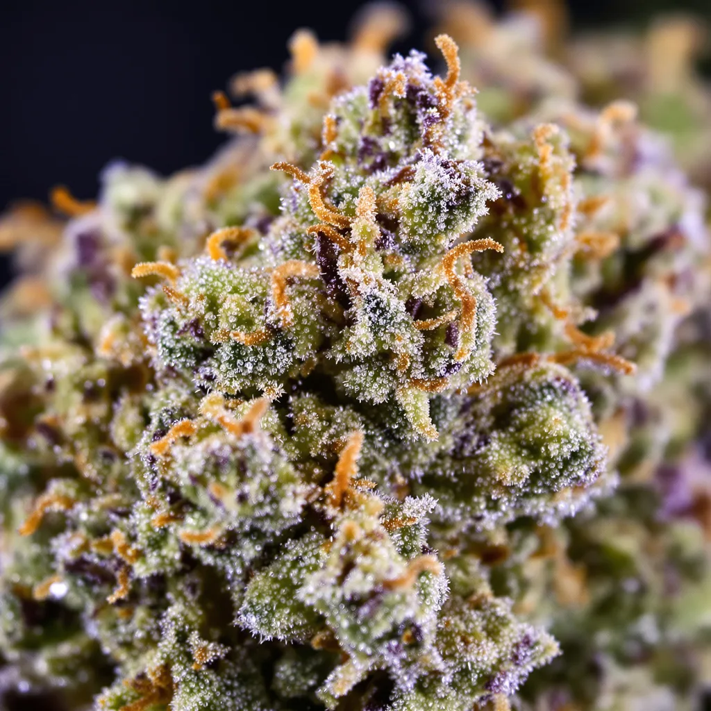 Primer plano de cogollo de cannabis Punch Pie mostrando estructura equilibrada con tricomas escarchados