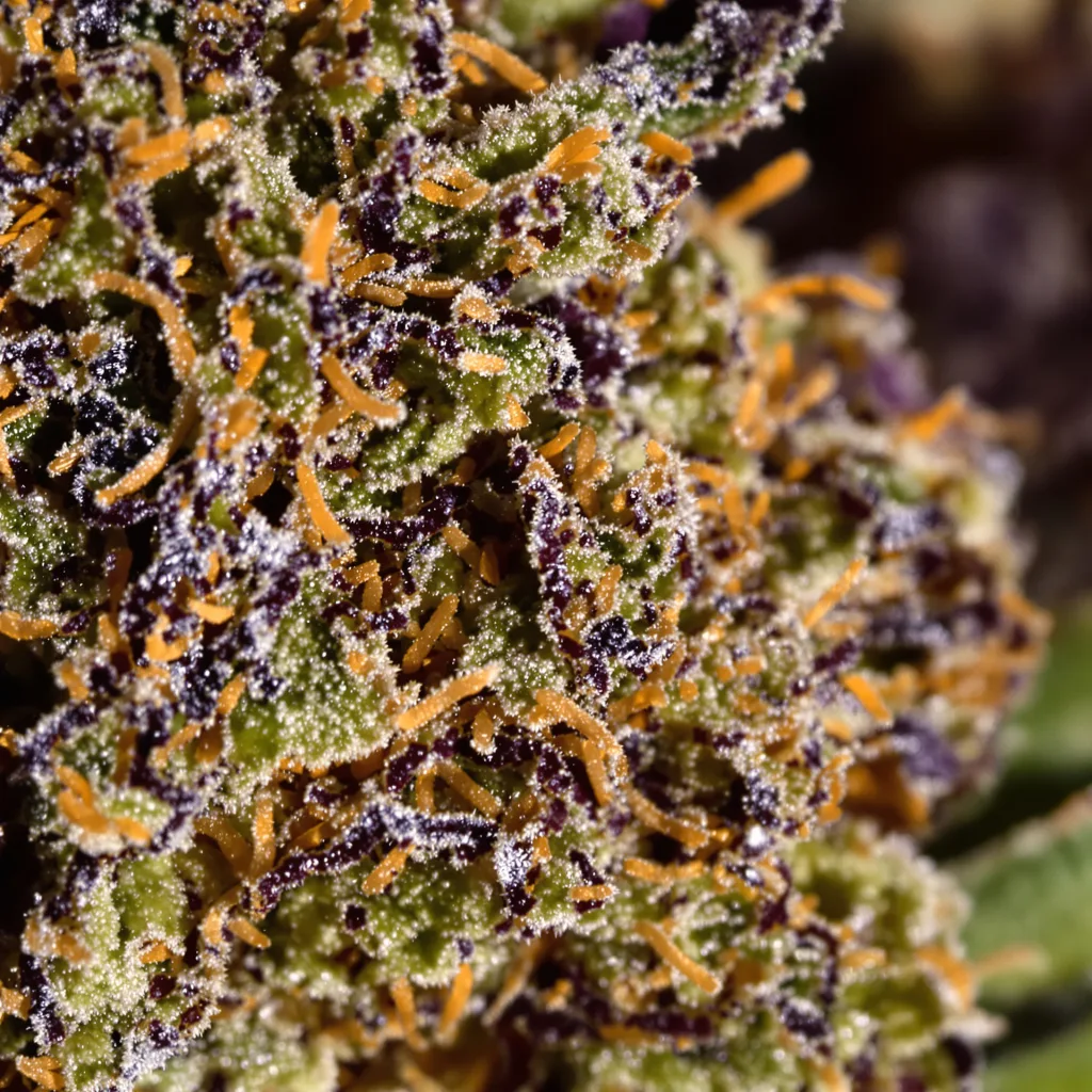 Primer plano de cogollo de cannabis Pure Kush mostrando cálices densos con tonos morados