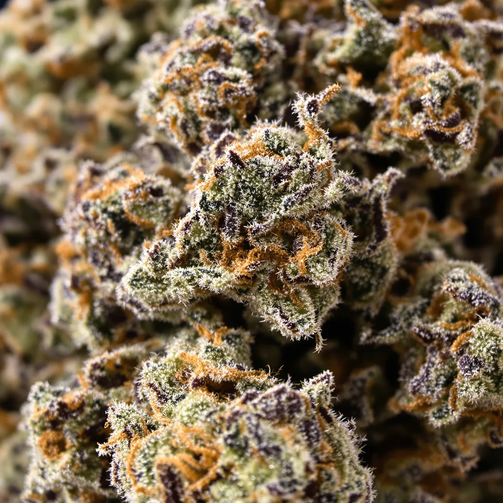 Primer plano de cogollo de cannabis Pure Kush mostrando cálices densos con tonos morados