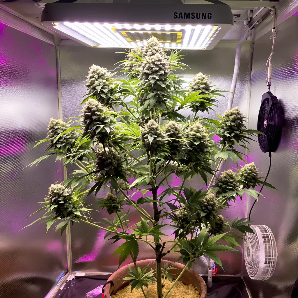 Planta de cannabis Pure Love en fase de floración — 60-100 cm autofloración