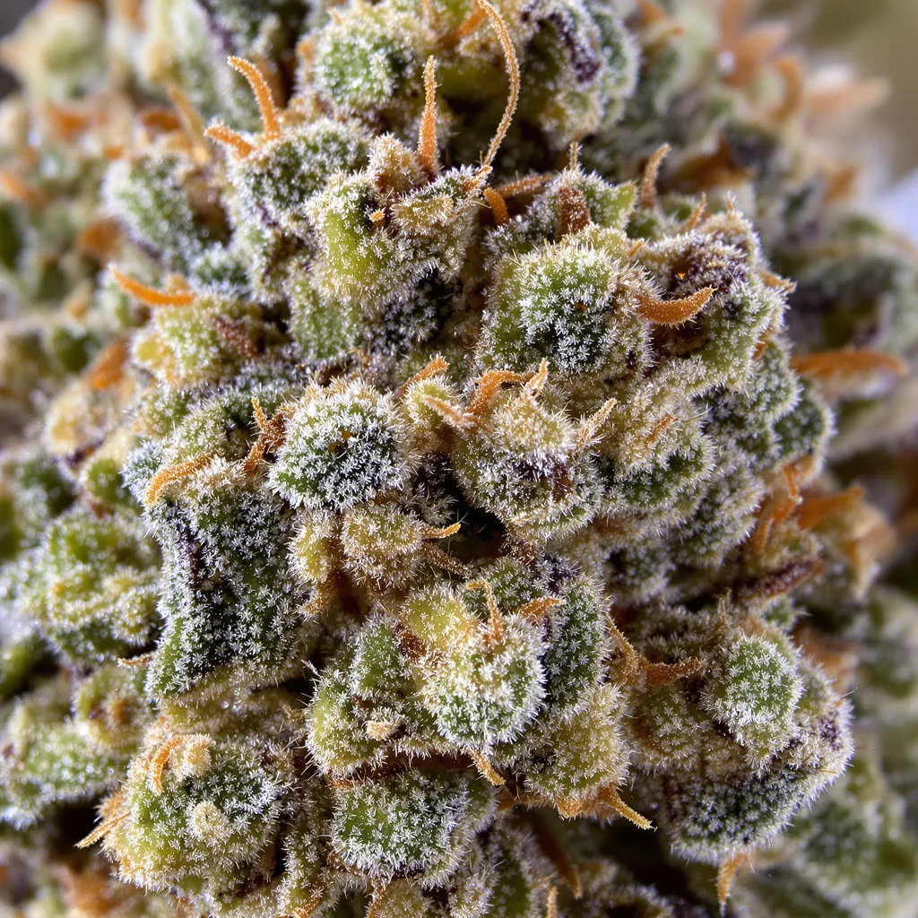 Primer plano de cogollo de cannabis Pure Love mostrando estructura equilibrada con tricomas escarchados
