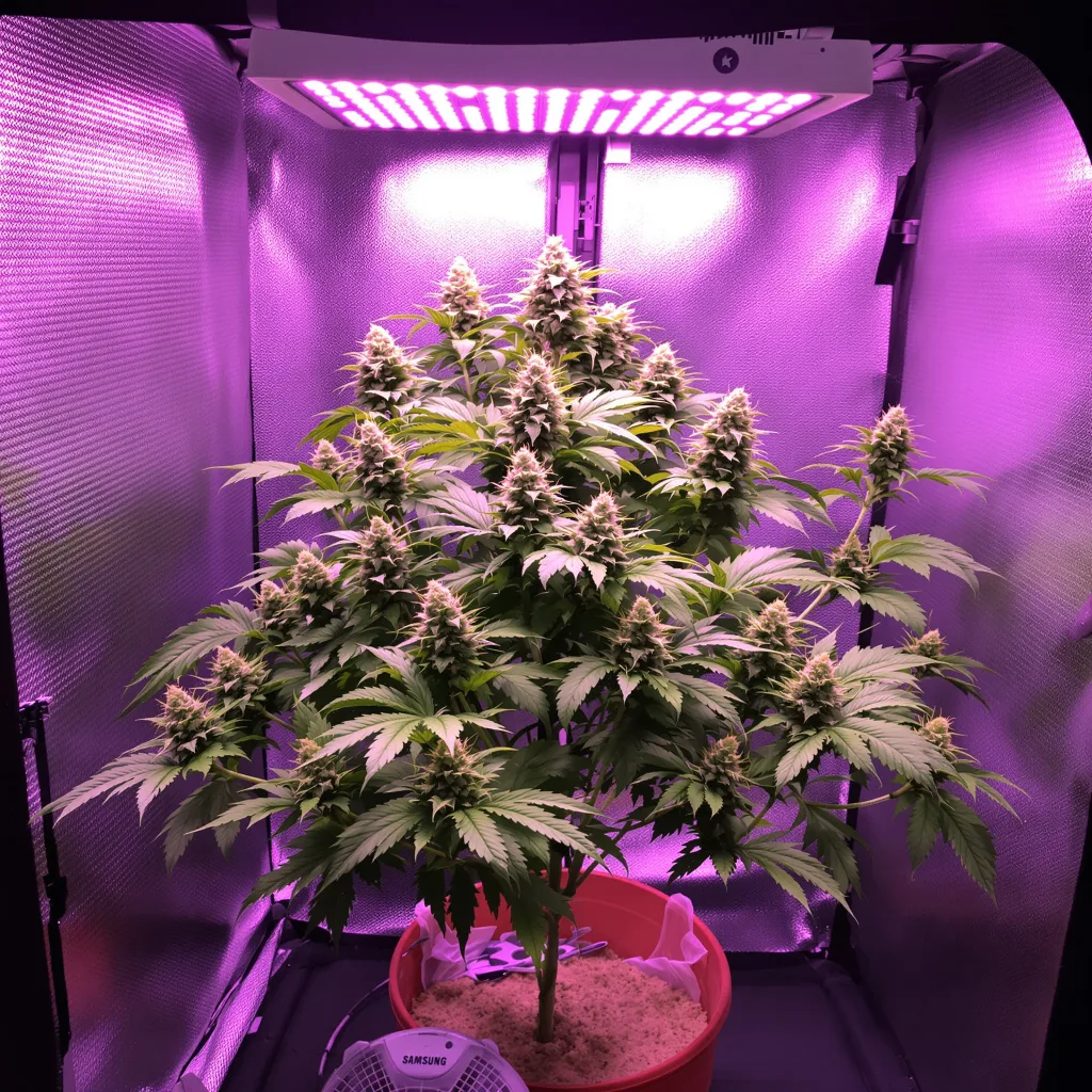Planta de cannabis Purple 43 en fase de floración — 90-130 cm feminizada