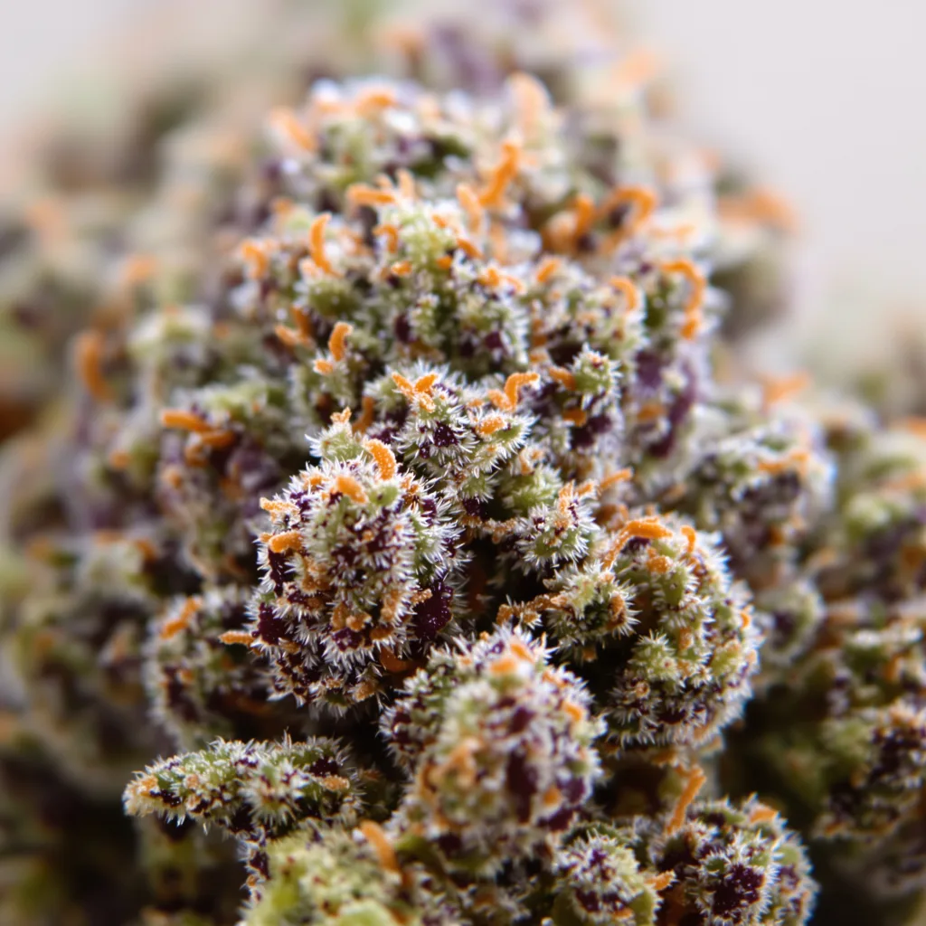 Primer plano de cogollo de cannabis Purple Afghani mostrando cálices densos con tonos morados