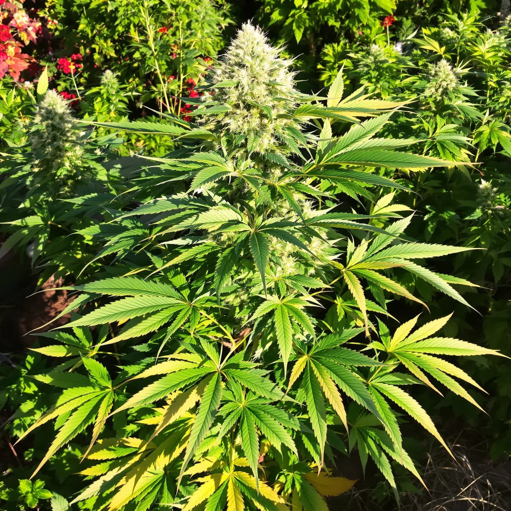 Purple Alien OG 86% indica / 14% sativa — flor con tricomas visibles
