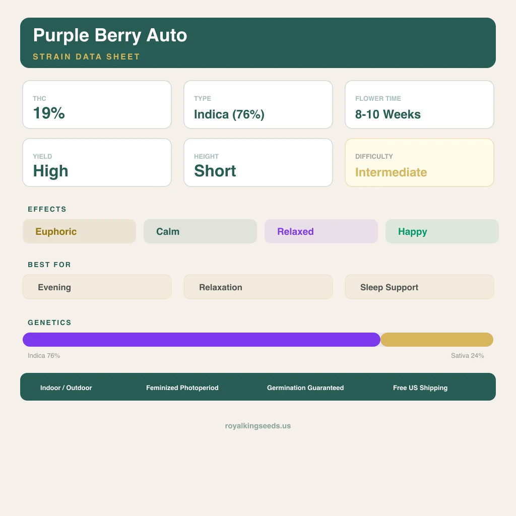 Purple Berry 76% indica / 24% sativa — flor con tricomas visibles