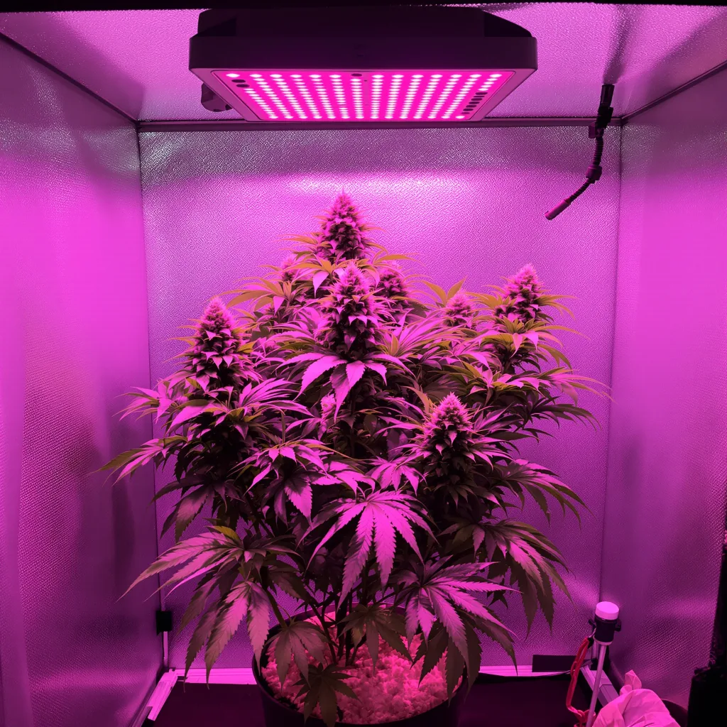 Planta de cannabis Purple Berry en fase de floración — 90-130 cm feminizada