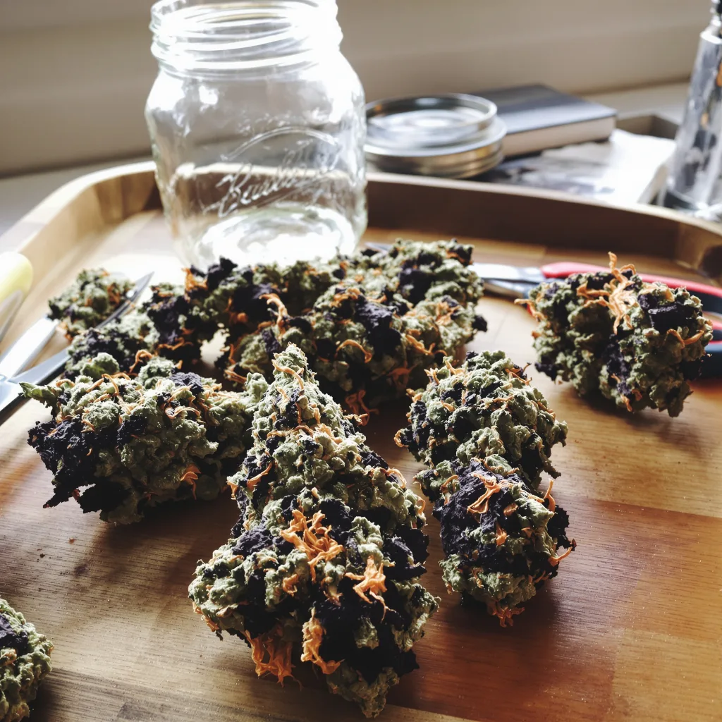 Purple Bubba 80% indica / 20% sativa — flor con tricomas visibles