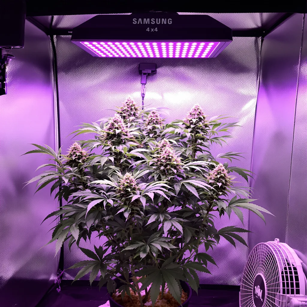 Planta de cannabis Purple Bubba en fase de floración — 90-130 cm feminizada