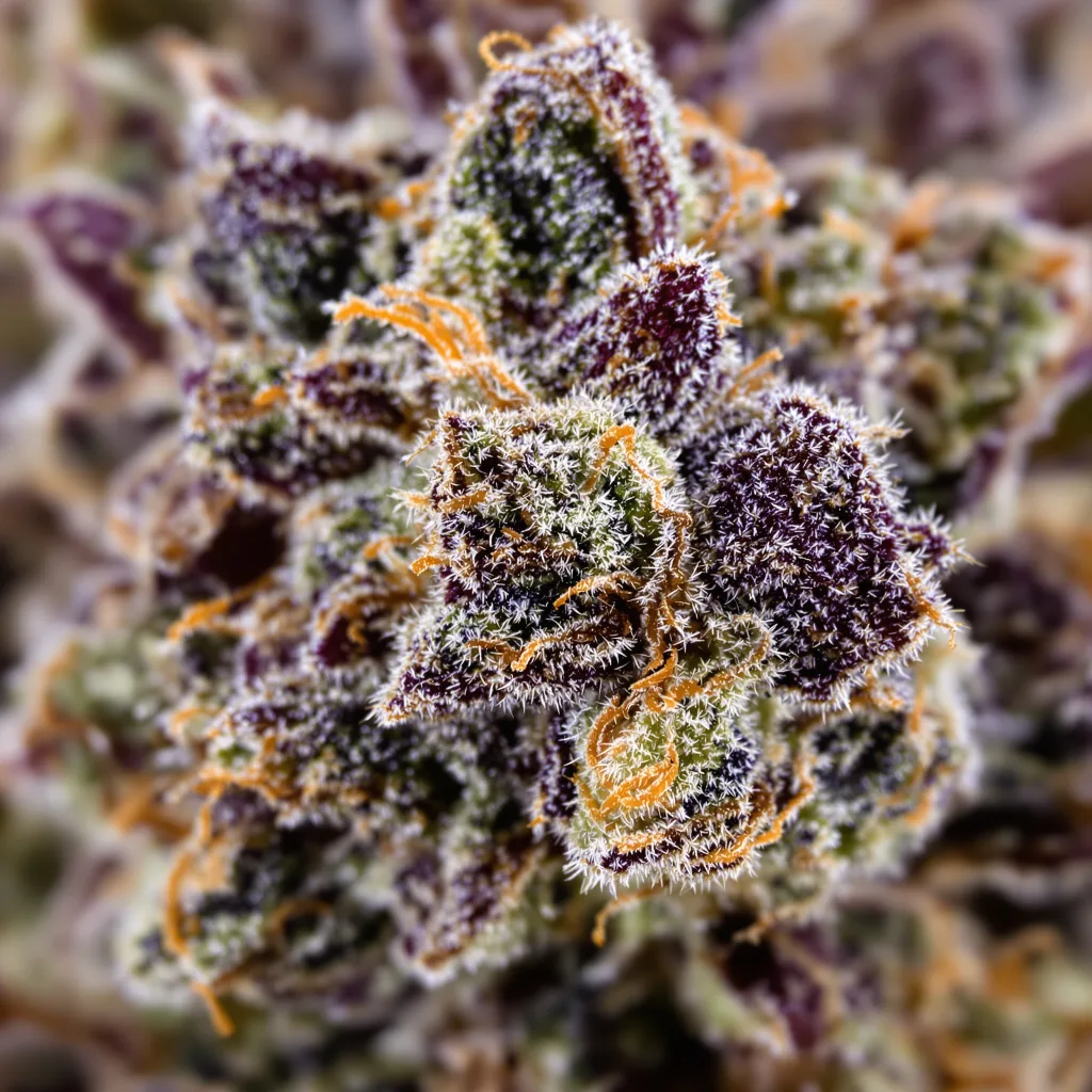 Primer plano de cogollo de cannabis Purple Bubba mostrando cálices densos con tonos morados