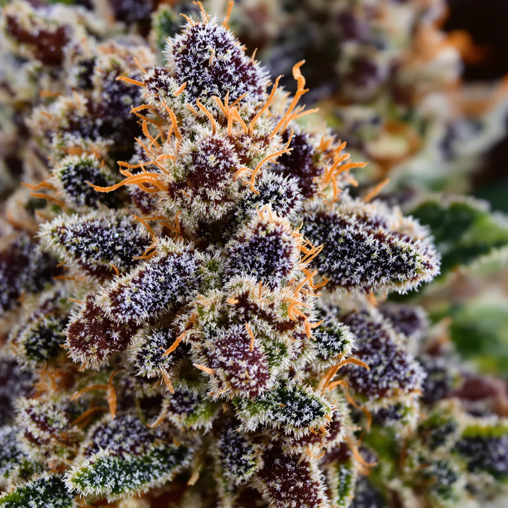 Primer plano de cogollo de cannabis Purple Candy mostrando cálices densos con tonos morados