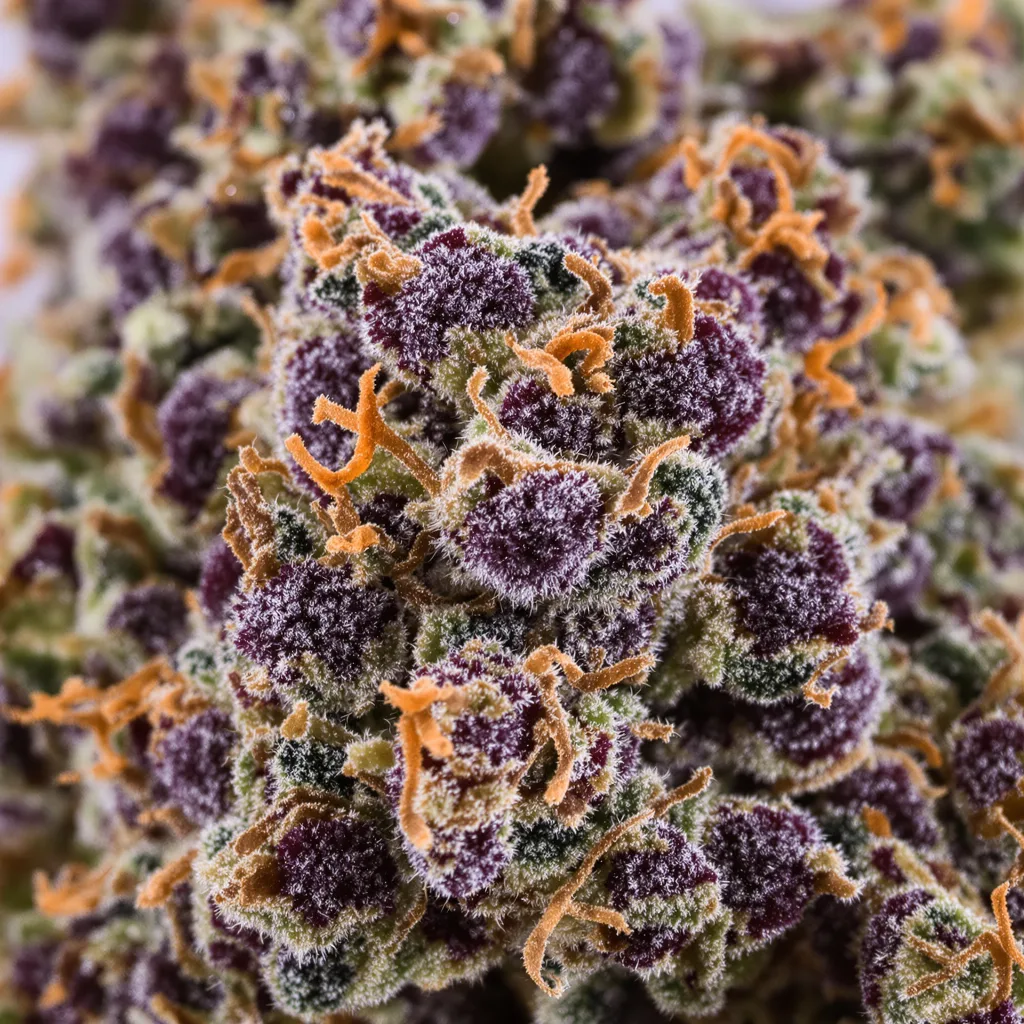 Primer plano de cogollo de cannabis Purple Chemdawg mostrando cálices densos con tonos morados