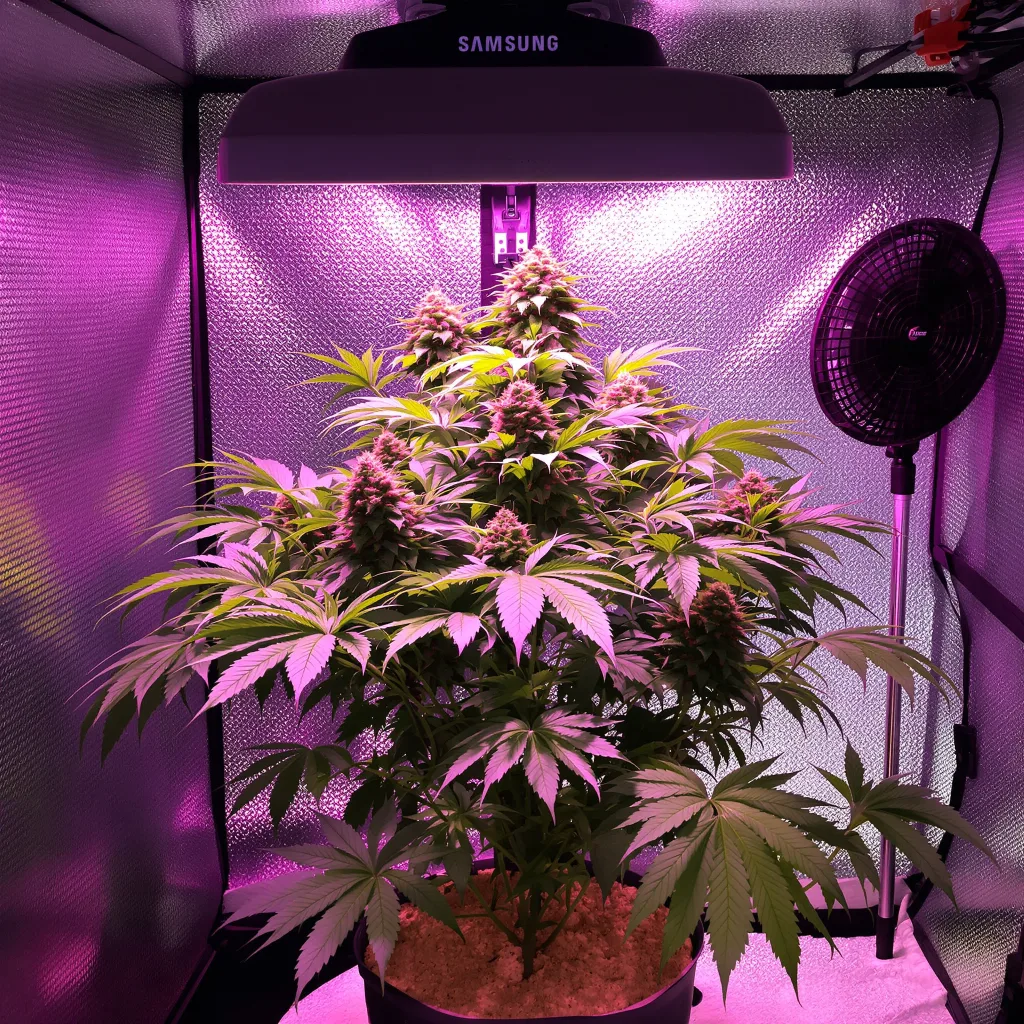 Planta de cannabis Purple Cotton Candy en fase de floración — 60-100 cm autofloración