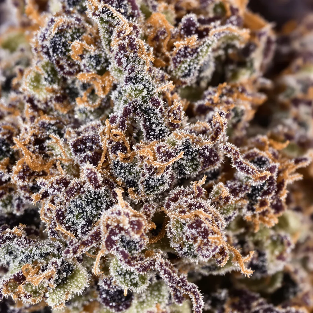 Primer plano de cogollo de cannabis Purple Cotton Candy mostrando cálices densos con tonos morados