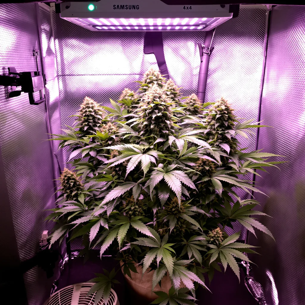 Planta de cannabis Purple Cotton Candy en fase de floración — 90-130 cm feminizada