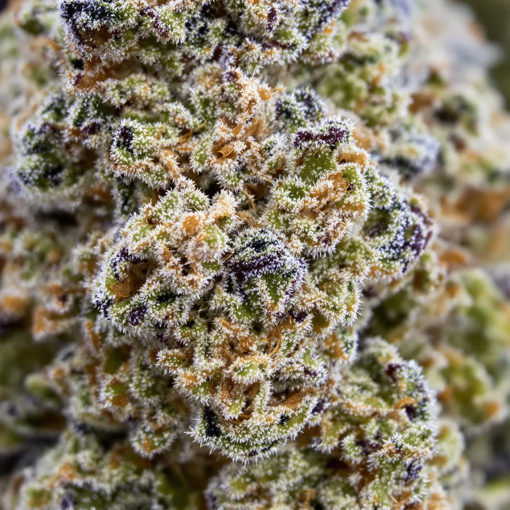 Primer plano de cogollo de cannabis Purple Dream mostrando estructura equilibrada con tricomas escarchados
