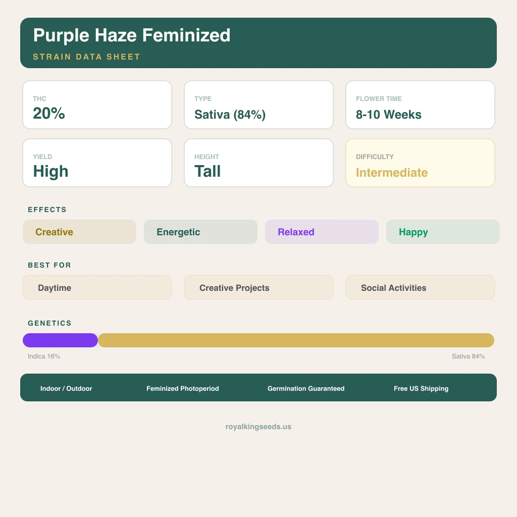 Purple Haze 16% indica / 84% sativa — flor con tricomas visibles