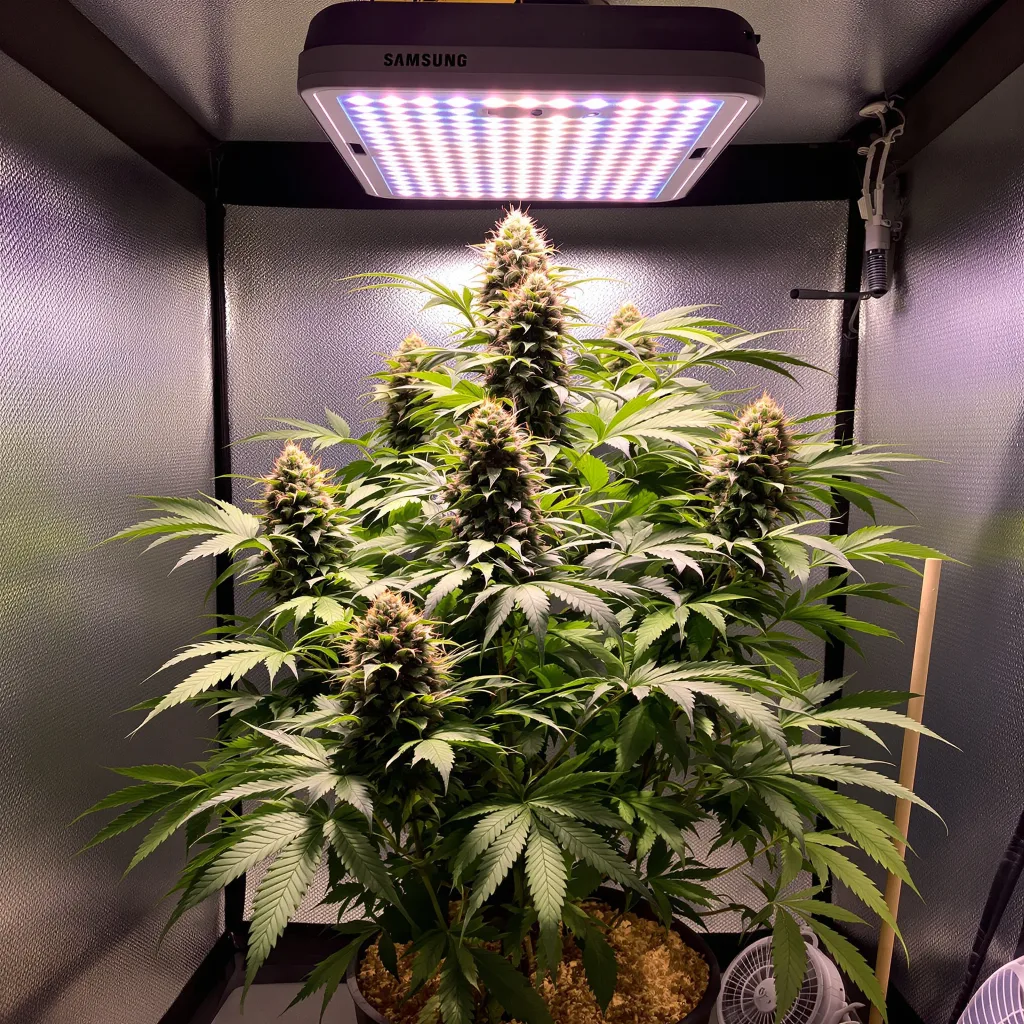 Planta de cannabis Purple Kush en fase de floración — 90-130 cm feminizada