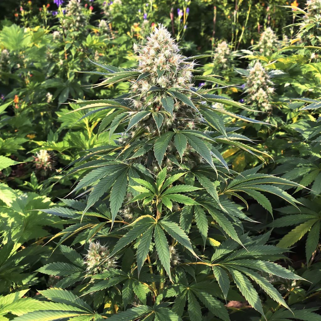 Purple Kush 81% indica / 19% sativa — flor con tricomas visibles