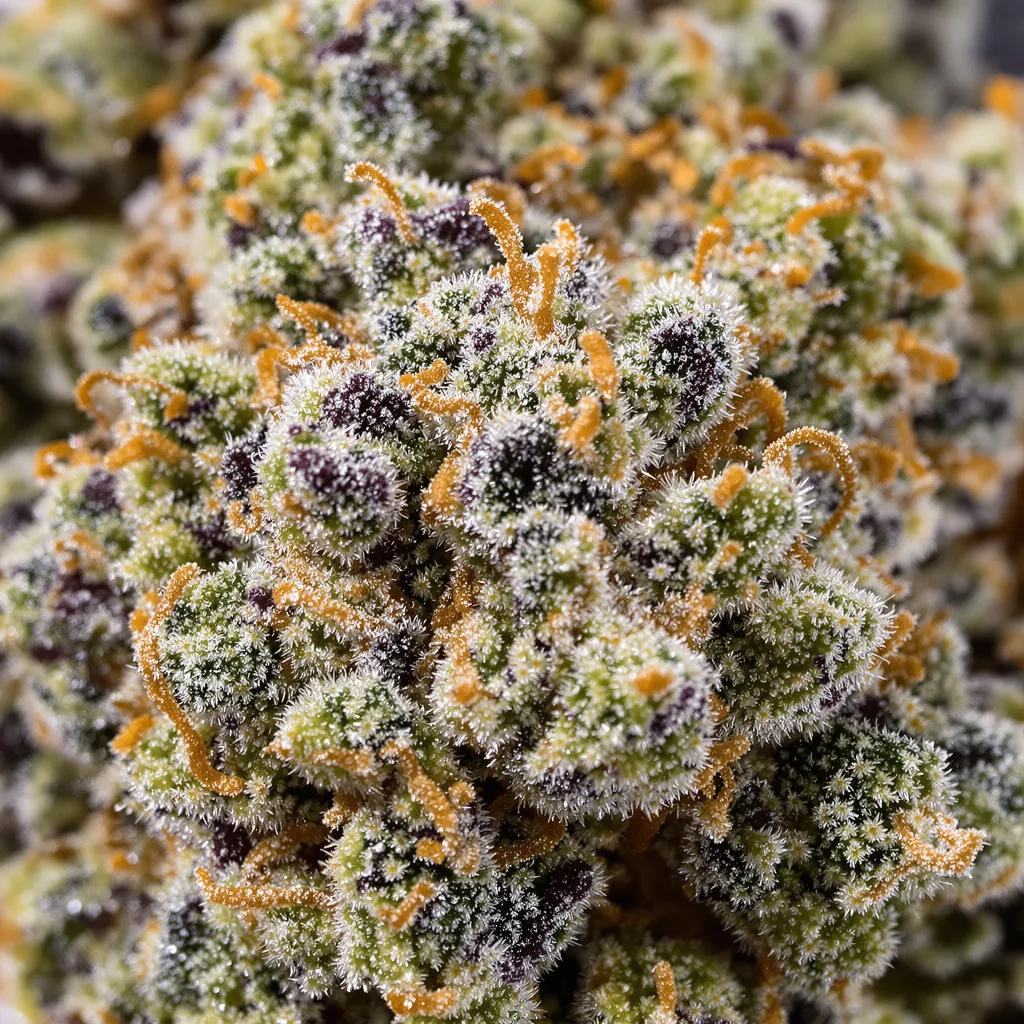 Primer plano de cogollo de cannabis Purple Lemonade mostrando estructura equilibrada con tricomas escarchados