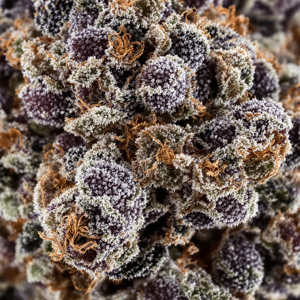 Primer plano de cogollo de cannabis Purple Monkey Balls mostrando cálices densos con tonos morados