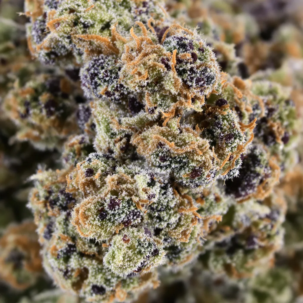 Primer plano de cogollo de cannabis Purple Monkey Balls mostrando cálices densos con tonos morados