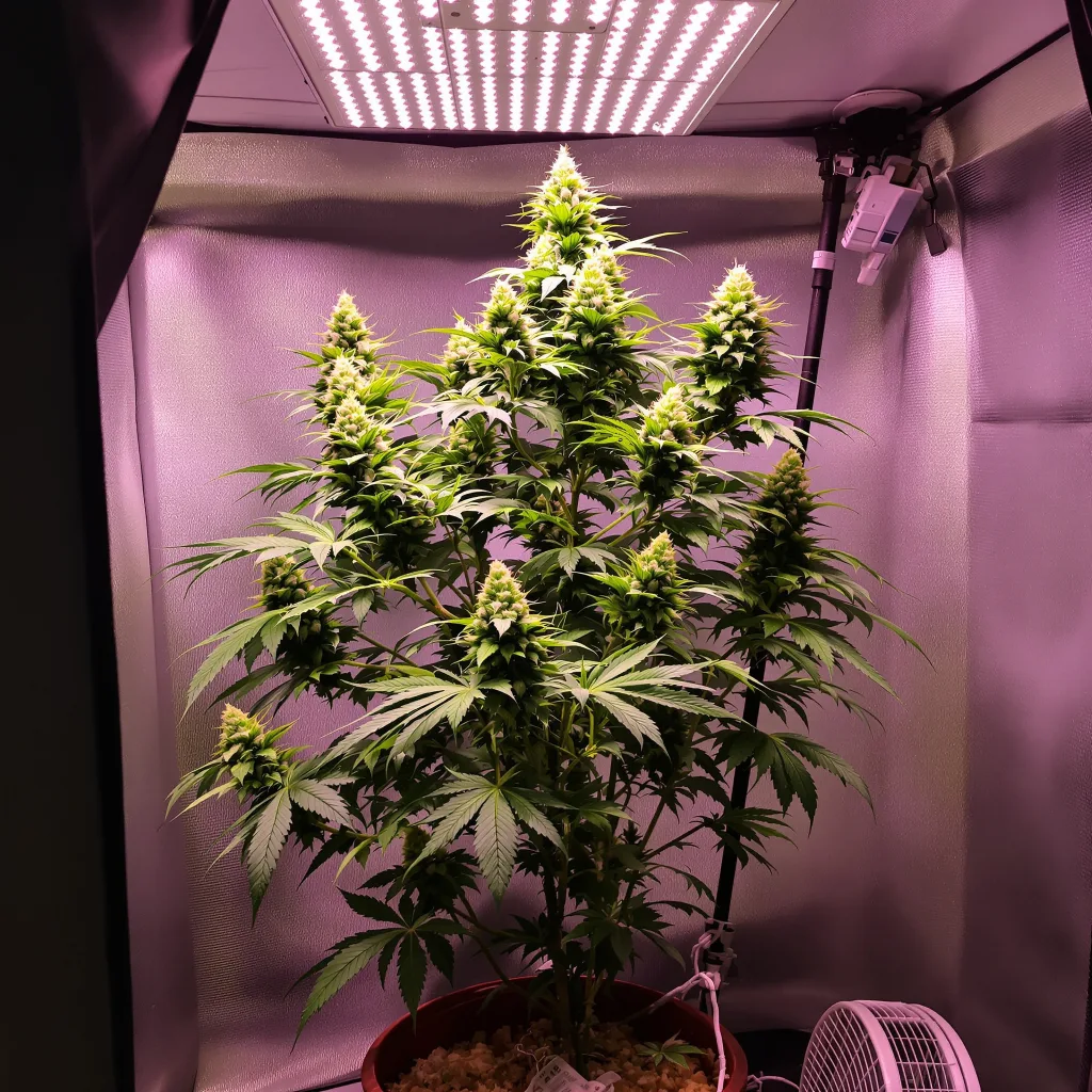 Planta de cannabis Purple Nepal Candy en fase de floración — 60-100 cm autofloración