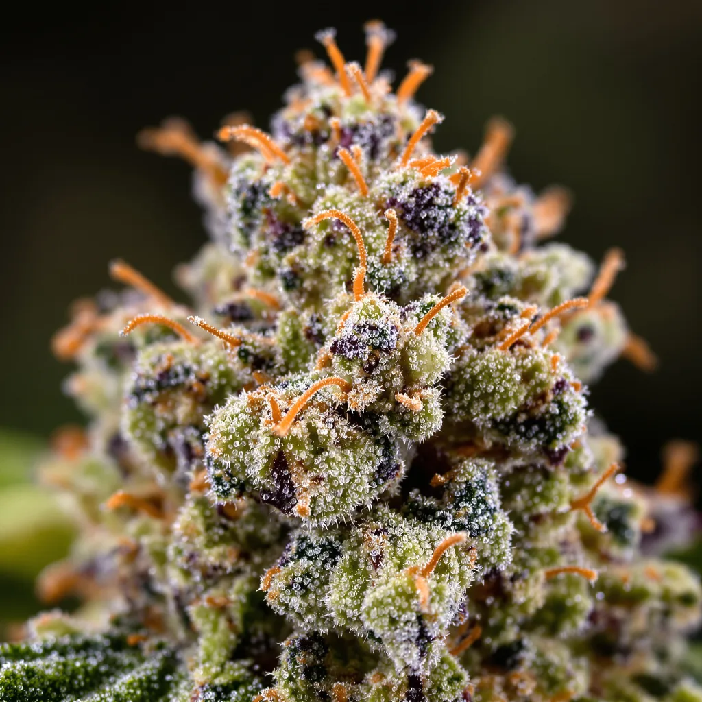 Primer plano de cogollo de cannabis Purple Nepal Candy mostrando estructura abierta con pistilos naranjas